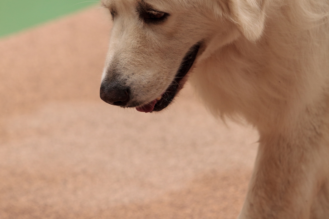Osteosarcoma del cane